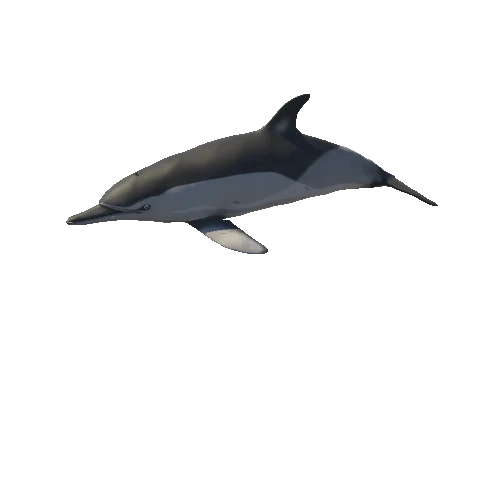 Long-billed dolphin_Animation